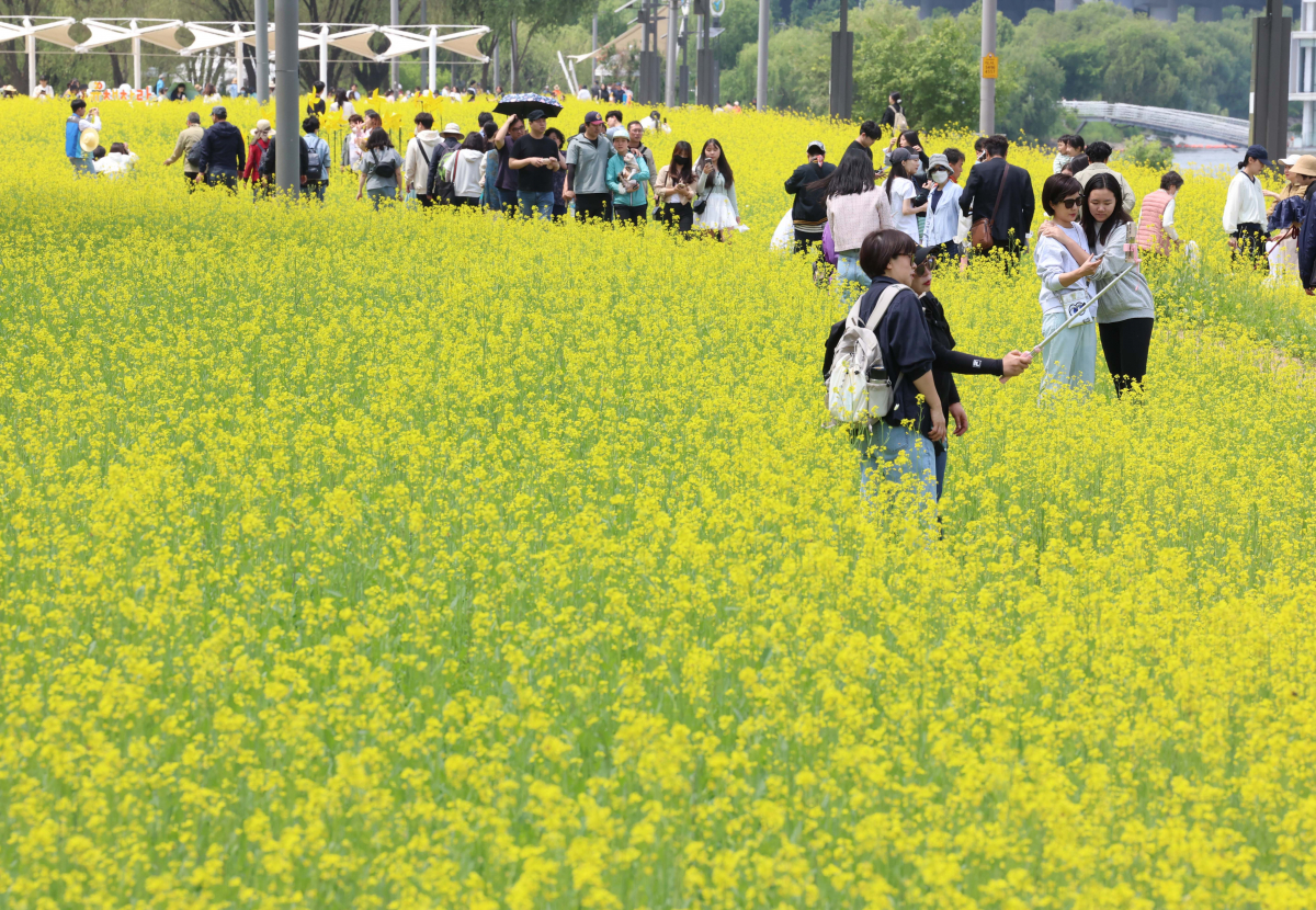 ▲14일 서울 서초구 반포한강공원 ‘2023 한강 서래섬 유채꽃 축제’ 를 찾은 시민들이 봄의 정취를 만끽하고 있다. 서울시 한강사업본부는 21일까지 ‘서래섬 유채꽃 축제’를 진행한다. 코로나19 발생 이후 4년 만에 개최된 이번 축제에선 ‘유채찬란 포토존’ 등 총 6종의 포토존이 야간까지 상시 운영된다. 신태현 기자 holjjak@