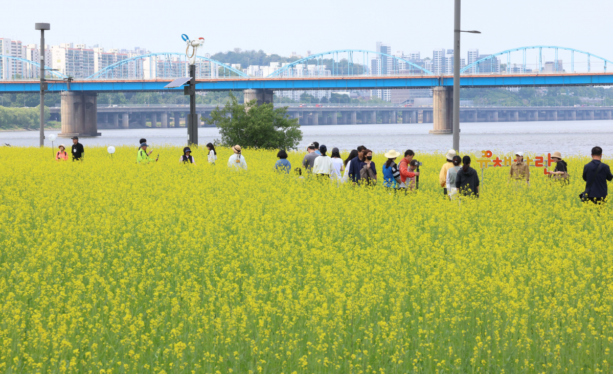 ▲14일 서울 서초구 반포한강공원 ‘2023 한강 서래섬 유채꽃 축제’ 를 찾은 시민들이 봄의 정취를 만끽하고 있다. 서울시 한강사업본부는 21일까지 ‘서래섬 유채꽃 축제’를 진행한다. 코로나19 발생 이후 4년 만에 개최된 이번 축제에선 ‘유채찬란 포토존’ 등 총 6종의 포토존이 야간까지 상시 운영된다. 신태현 기자 holjjak@