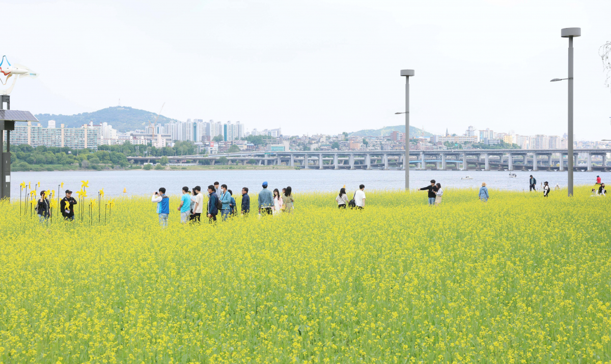 ▲14일 서울 서초구 반포한강공원 ‘2023 한강 서래섬 유채꽃 축제’ 를 찾은 시민들이 봄의 정취를 만끽하고 있다. 서울시 한강사업본부는 21일까지 ‘서래섬 유채꽃 축제’를 진행한다. 코로나19 발생 이후 4년 만에 개최된 이번 축제에선 ‘유채찬란 포토존’ 등 총 6종의 포토존이 야간까지 상시 운영된다. 신태현 기자 holjjak@