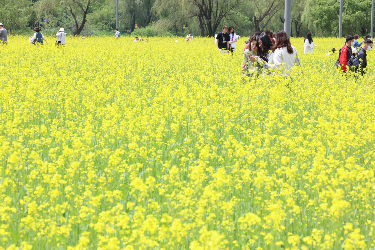▲14일 서울 서초구 반포한강공원 ‘2023 한강 서래섬 유채꽃 축제’ 를 찾은 시민들이 봄의 정취를 만끽하고 있다. 서울시 한강사업본부는 21일까지 ‘서래섬 유채꽃 축제’를 진행한다. 코로나19 발생 이후 4년 만에 개최된 이번 축제에선 ‘유채찬란 포토존’ 등 총 6종의 포토존이 야간까지 상시 운영된다. 신태현 기자 holjjak@