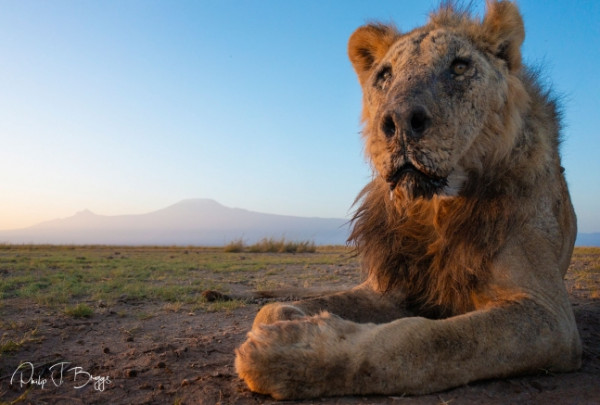 (출처=야생동물 보호단체 ‘사자지킴이(Lion Guardians)' 페이스북 캡처)