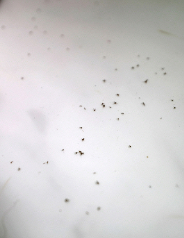 ▲혹파리 사체. 연합뉴스