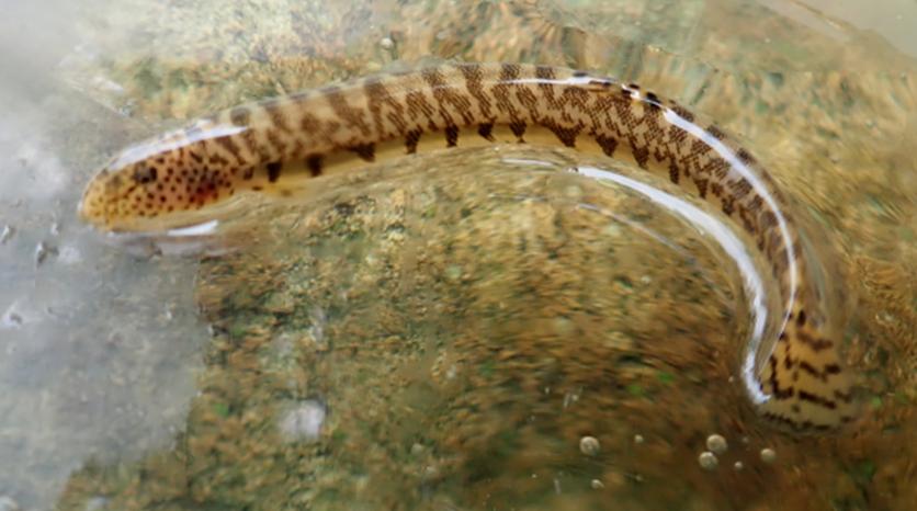 ▲좀수수치 성어 (사진제공=환경부)