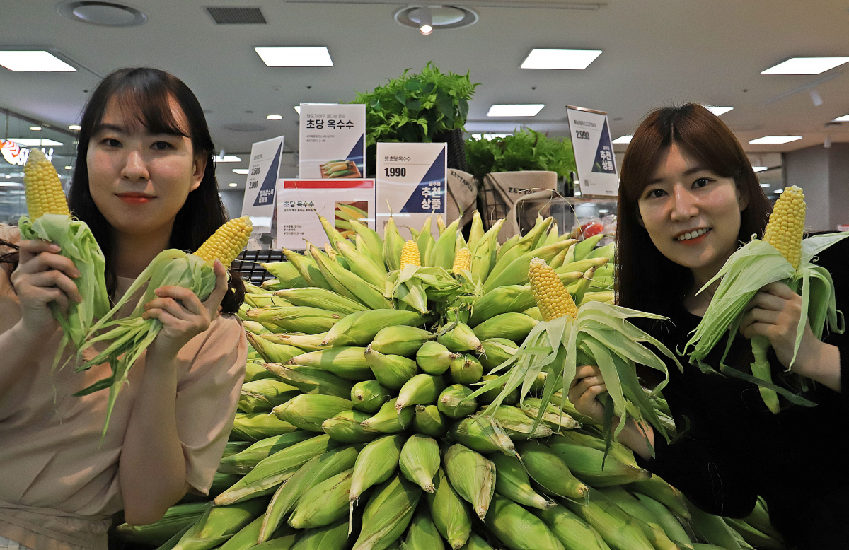 ▲모델이 25일 서울 송파구에 위치한 롯데마트 제타플렉스점에서 ‘햇 초당 옥수수’를 소개하고 있다. (사진제공=롯데쇼핑)