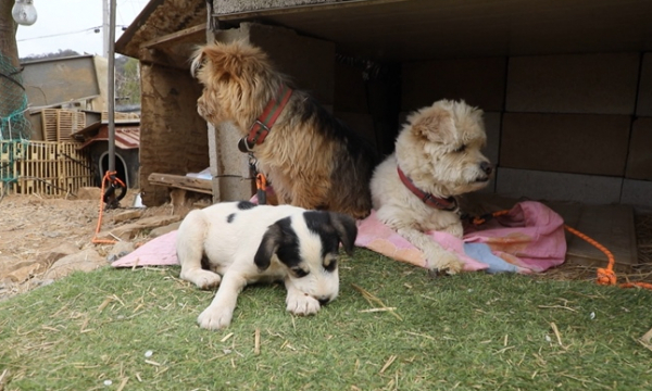 ▲'TV동물농장'(사진제공=SBS)