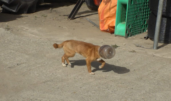 ▲'TV동물농장'(사진제공=SBS)