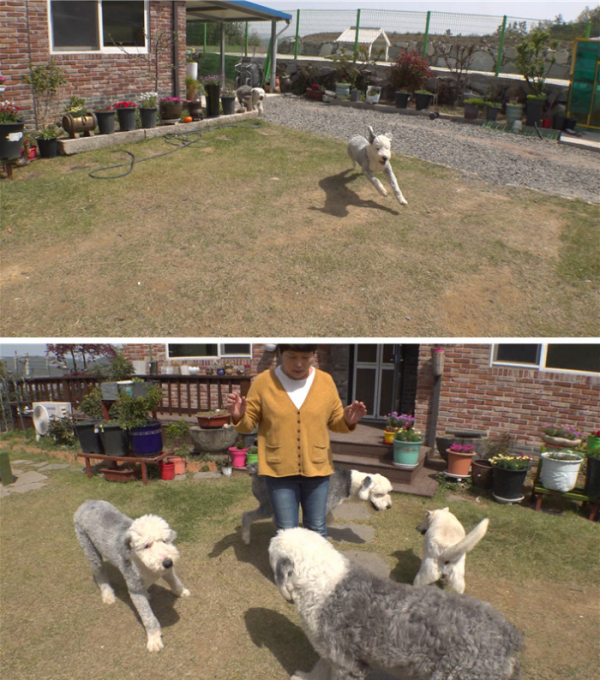 ▲'TV동물농장'(사진 = SBS 제공)