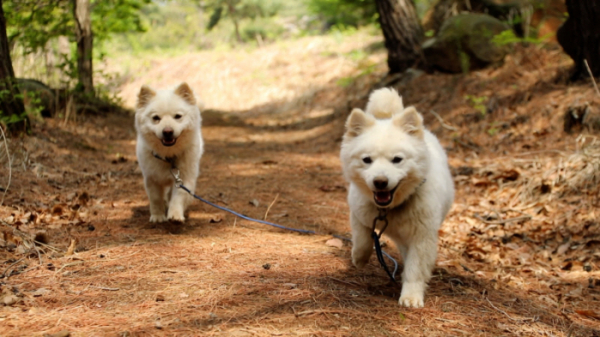 ▲'동물극장 단짝'(사진제공=KBS 1TV)