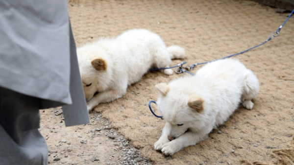 ▲'동물극장 단짝'(사진제공=KBS 1TV)