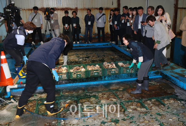 ▲식품의약품안전처가 수입 수산물 방사능 검사 현장점검에 나선 25일 부산 서구 부산감천항수산물시장의 한 보세창고에서 감천항수입식품검사소 검사관들과 오유경 식약처장이 소비자, 수산물 수입업자, 급식업체, 학계 전문가 등이 지켜보는 가운데 일본산 활가리비에 대한 관능검사와 정밀검사를 위한 검체를 채취하고 있다. 사진공동취재단