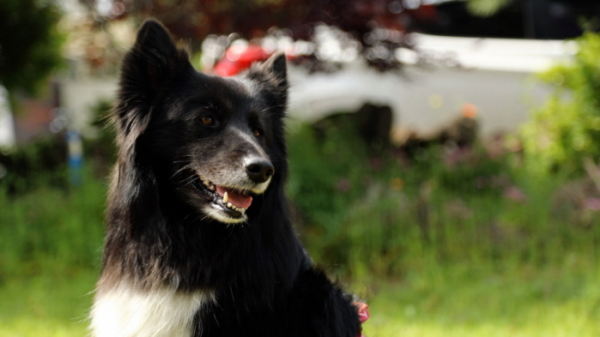 ▲'동물극장 단짝'(사진제공=KBS 1TV)