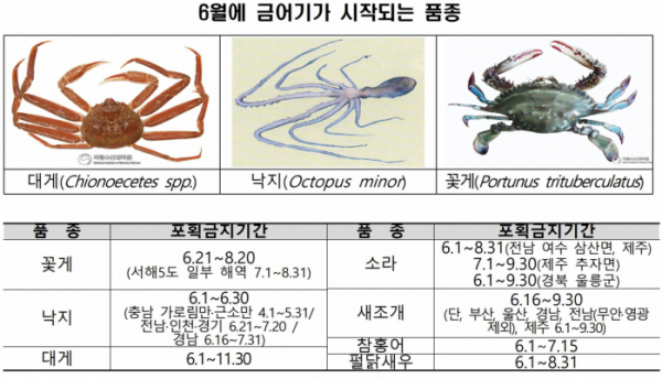 ▲6월부터 금어기가 시작되는 7종. (사진제공=해양수산부)