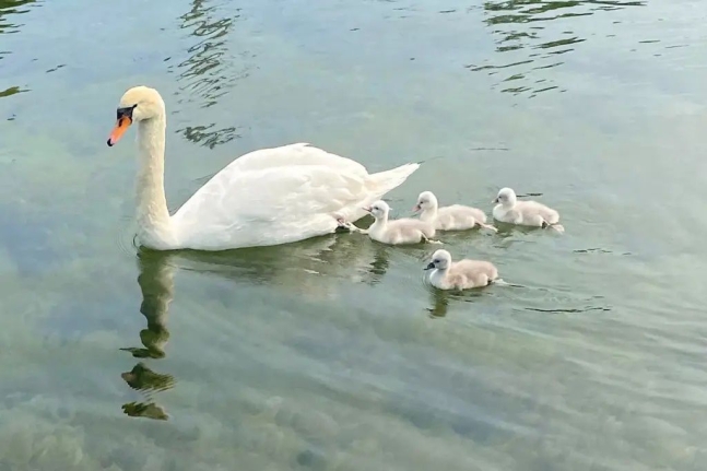 ▲10대들에 의해 죽음을 맞이한 암컷 백조 '페이'와 새끼들. (페이스북)