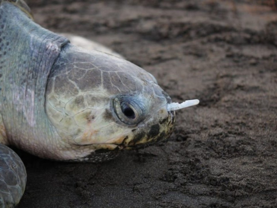 ▲플라스틱 빨대가 꽂혀 있는 거북이 (사진=인터넷)