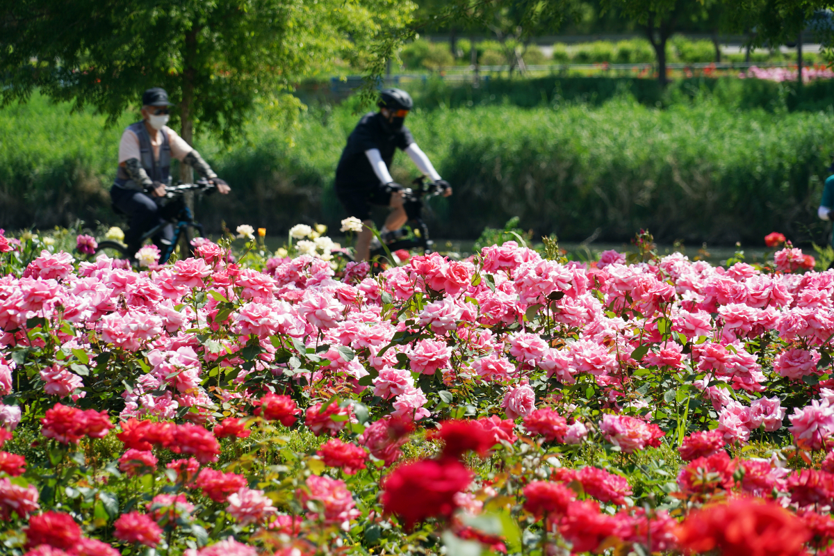 ▲동대문구가 '꽃의 도시'를 선포함에 따라 중랑천 일대에 장미정원을 꾸몄다. (자료제공=동대문구)