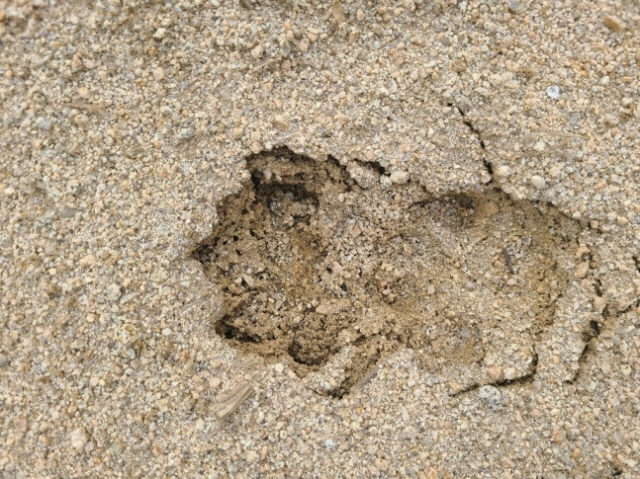 ▲확인 불상의 발자국. 연합뉴스
