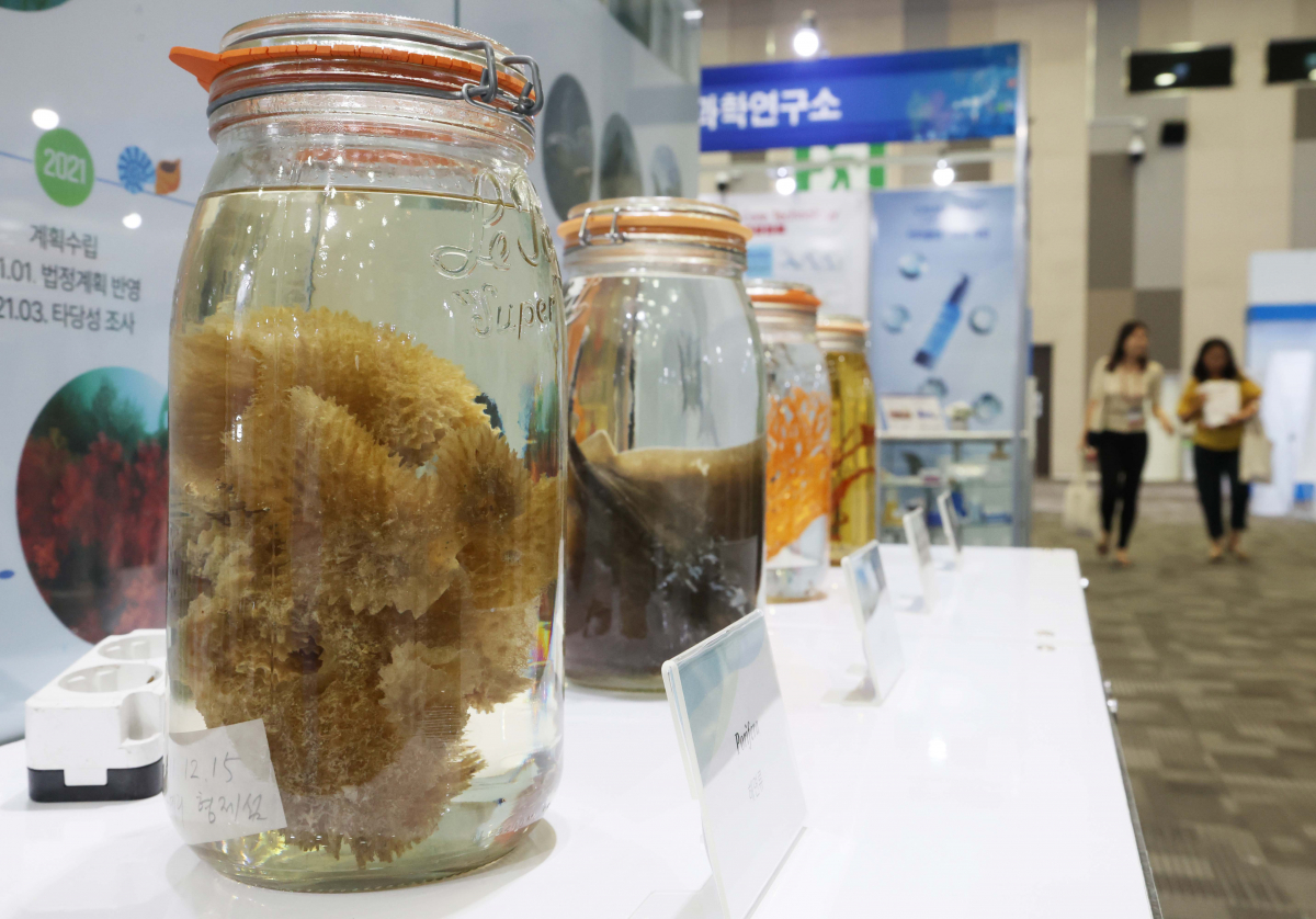 ▲28일 경기 고양시 킨텍스에서 열린 ‘2023 해양바이오 박람회’에 해양동물이 전시돼 있다. ‘바다가 꿈꾸는 내일, 미래를 만나는 해양바이오’를 주제로 29일까지 진행되는 박람회에선 국내 50개의 해양바이오 기업이 보유한 기술과 제품을 전시·홍보하고, 충청남도와 전라남도 등 4개 지자체가 공동으로 해양바이오 주요 정책과 기업 유치 활동 등을 소개하는 지역관도 운영한다. 신태현 기자 holjjak@