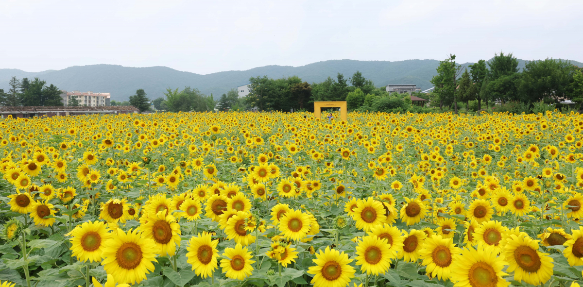 ▲중부지방에 장맛비가 소강상태를 보인 28일 경기 파주시 법원읍 해바라기 꽃밭에 만개한 해바라기가 초여름의 정취를 전하고 있다. 기상청은 29일 서쪽에서 발달한 정체전선의 영향으로 전국에 강하고 많은 비가 쏟아질 것으로 예보했다. 신태현 기자 holjjak@