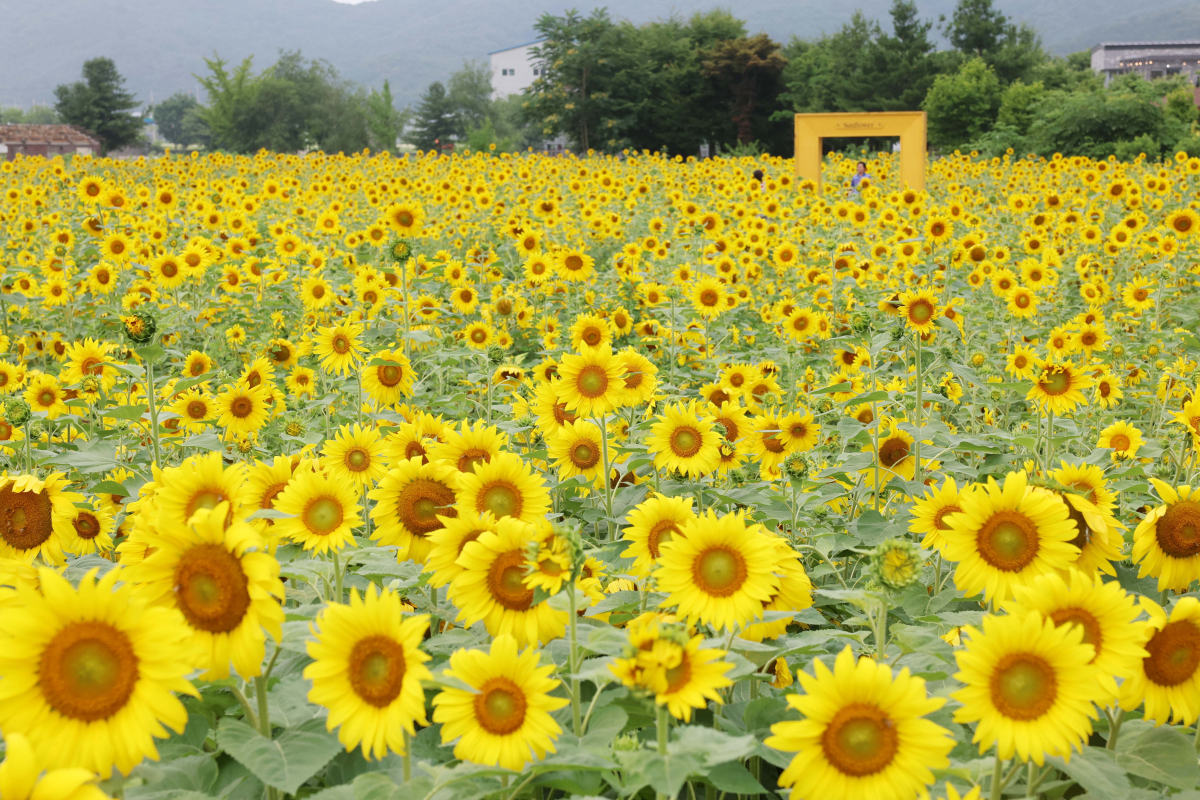 ▲중부지방에 장맛비가 소강상태를 보인 28일 경기 파주시 법원읍 해바라기 꽃밭에 만개한 해바라기가 초여름의 정취를 전하고 있다. 기상청은 29일 서쪽에서 발달한 정체전선의 영향으로 전국에 강하고 많은 비가 쏟아질 것으로 예보했다. 신태현 기자 holjjak@