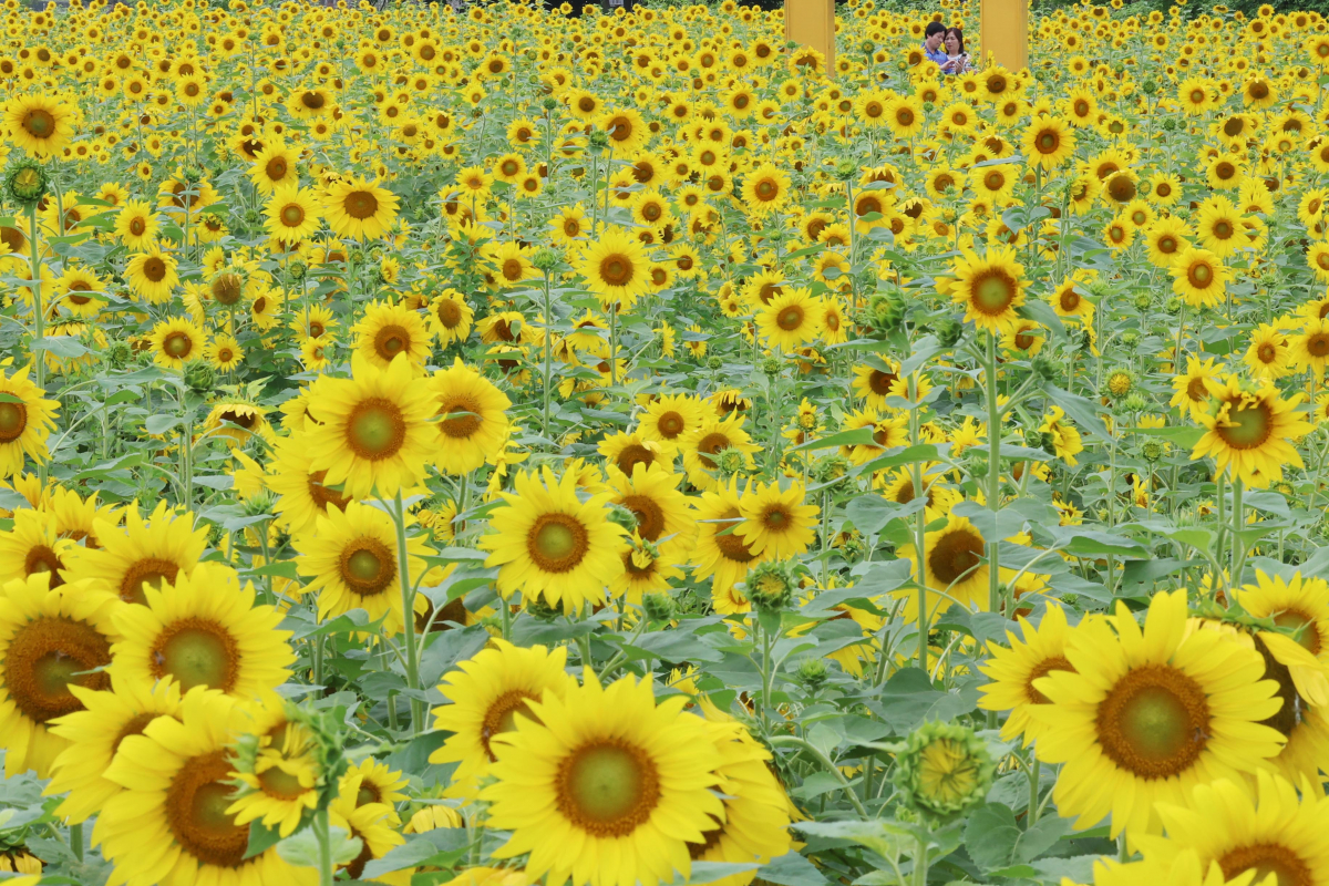▲중부지방에 장맛비가 소강상태를 보인 28일 경기 파주시 법원읍 해바라기 꽃밭에 만개한 해바라기가 초여름의 정취를 전하고 있다. 기상청은 29일 서쪽에서 발달한 정체전선의 영향으로 전국에 강하고 많은 비가 쏟아질 것으로 예보했다. 신태현 기자 holjjak@