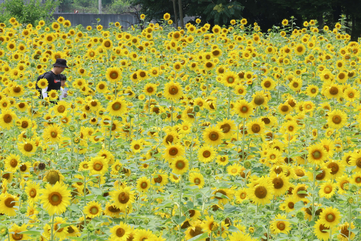 ▲중부지방에 장맛비가 소강상태를 보인 28일 경기 파주시 법원읍 해바라기 꽃밭에 만개한 해바라기가 초여름의 정취를 전하고 있다. 기상청은 29일 서쪽에서 발달한 정체전선의 영향으로 전국에 강하고 많은 비가 쏟아질 것으로 예보했다. 신태현 기자 holjjak@