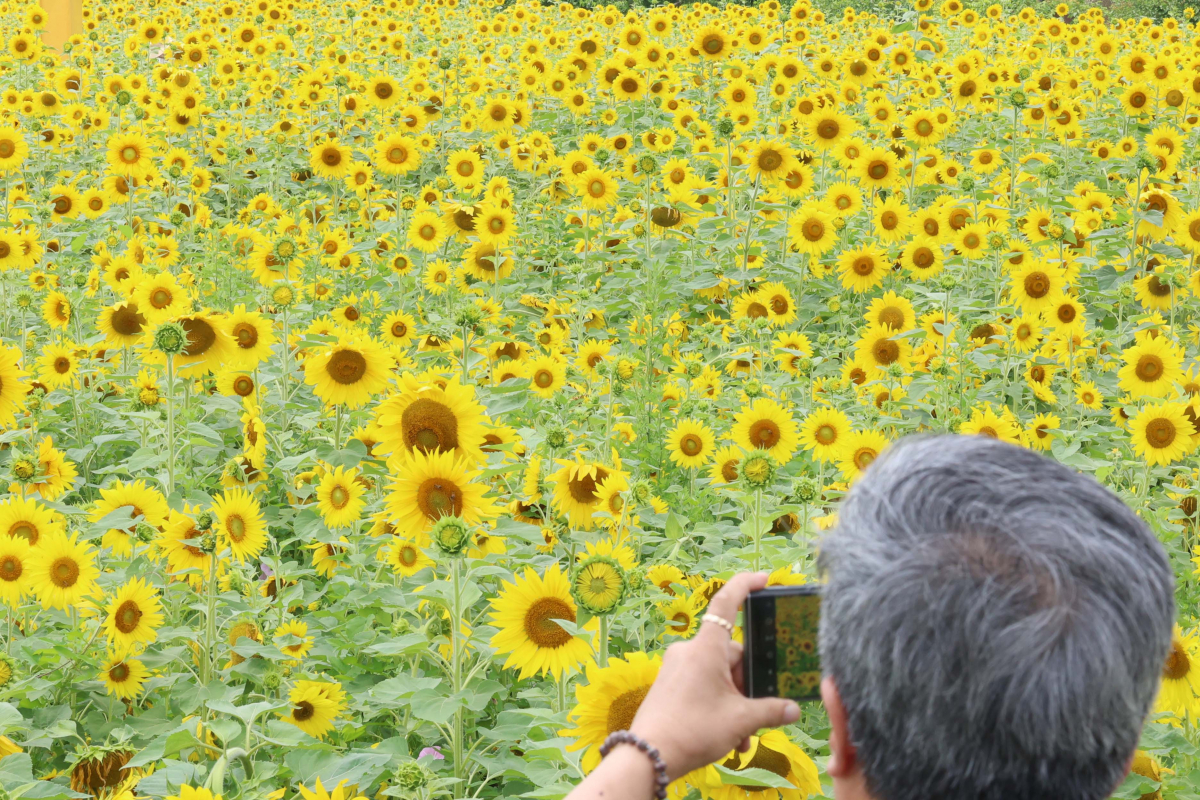 ▲중부지방에 장맛비가 소강상태를 보인 28일 경기 파주시 법원읍 해바라기 꽃밭에 만개한 해바라기가 초여름의 정취를 전하고 있다. 기상청은 29일 서쪽에서 발달한 정체전선의 영향으로 전국에 강하고 많은 비가 쏟아질 것으로 예보했다. 신태현 기자 holjjak@