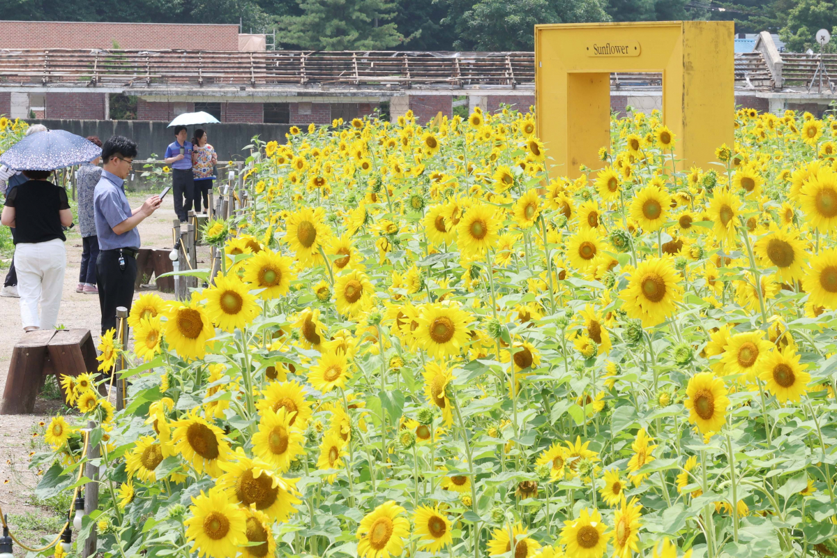 ▲중부지방에 장맛비가 소강상태를 보인 28일 경기 파주시 법원읍 해바라기 꽃밭에 만개한 해바라기가 초여름의 정취를 전하고 있다. 기상청은 29일 서쪽에서 발달한 정체전선의 영향으로 전국에 강하고 많은 비가 쏟아질 것으로 예보했다. 신태현 기자 holjjak@