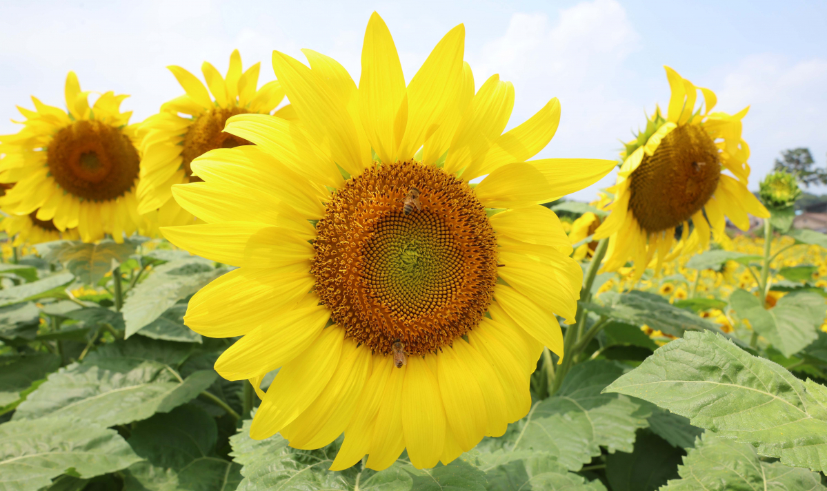 ▲중부지방에 장맛비가 소강상태를 보인 28일 경기 파주시 법원읍 해바라기 꽃밭에 만개한 해바라기가 초여름의 정취를 전하고 있다. 기상청은 29일 서쪽에서 발달한 정체전선의 영향으로 전국에 강하고 많은 비가 쏟아질 것으로 예보했다. 신태현 기자 holjjak@