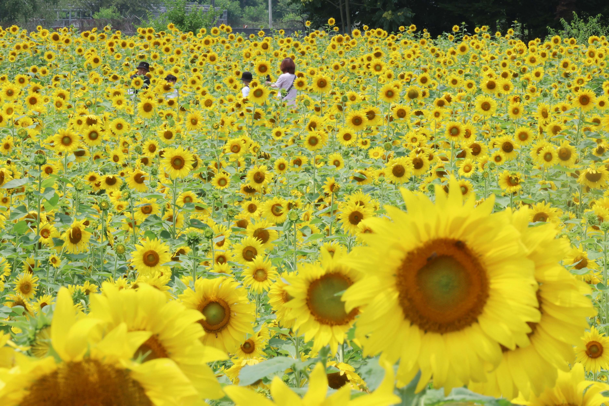 ▲중부지방에 장맛비가 소강상태를 보인 28일 경기 파주시 법원읍 해바라기 꽃밭에 만개한 해바라기가 초여름의 정취를 전하고 있다. 기상청은 29일 서쪽에서 발달한 정체전선의 영향으로 전국에 강하고 많은 비가 쏟아질 것으로 예보했다. 신태현 기자 holjjak@