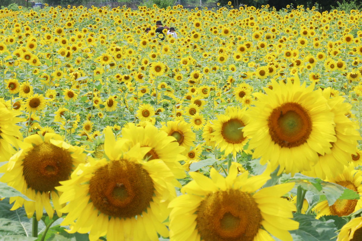 ▲중부지방에 장맛비가 소강상태를 보인 28일 경기 파주시 법원읍 해바라기 꽃밭에 만개한 해바라기가 초여름의 정취를 전하고 있다. 기상청은 29일 서쪽에서 발달한 정체전선의 영향으로 전국에 강하고 많은 비가 쏟아질 것으로 예보했다. 신태현 기자 holjjak@
