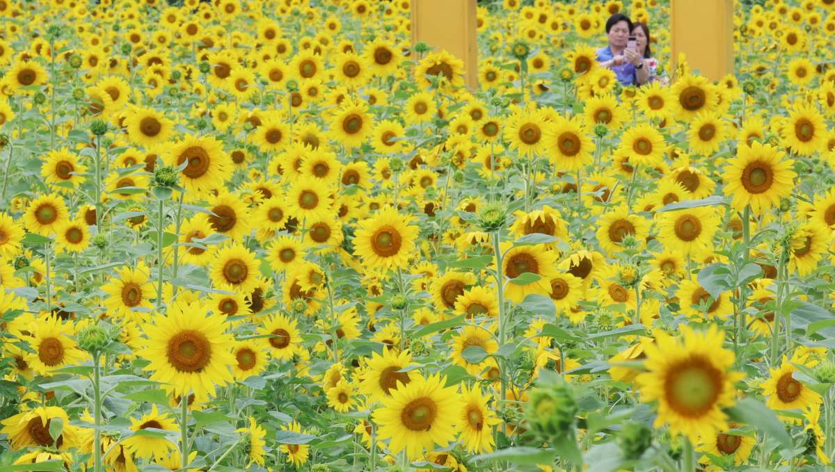▲중부지방에 장맛비가 소강상태를 보인 28일 경기 파주시 법원읍 해바라기 꽃밭에 만개한 해바라기가 초여름의 정취를 전하고 있다. 기상청은 29일 서쪽에서 발달한 정체전선의 영향으로 전국에 강하고 많은 비가 쏟아질 것으로 예보했다. 신태현 기자 holjjak@