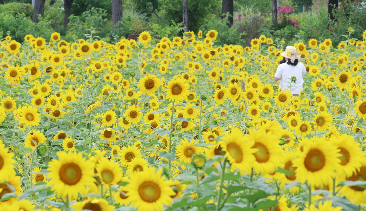 ▲중부지방에 장맛비가 소강상태를 보인 28일 경기 파주시 법원읍 해바라기 꽃밭에 만개한 해바라기가 초여름의 정취를 전하고 있다. 기상청은 29일 서쪽에서 발달한 정체전선의 영향으로 전국에 강하고 많은 비가 쏟아질 것으로 예보했다. 신태현 기자 holjjak@