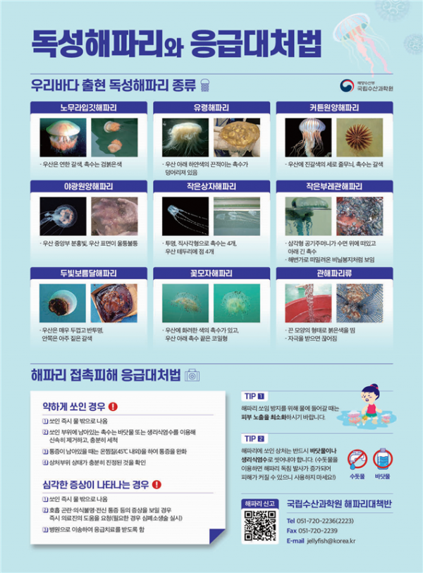 ▲독성해파리와 응급대처법. (사진제공=해양수산부)