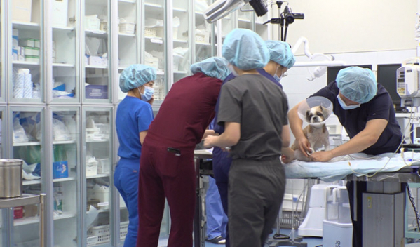 ▲'TV동물농장'(사진제공=SBS)