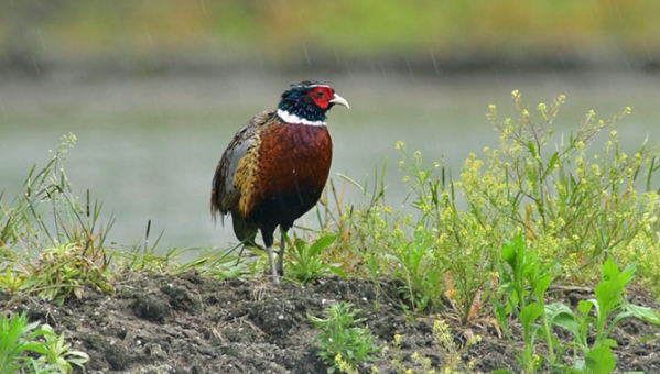 ▲'TV동물농장'(사진제공=SBS)