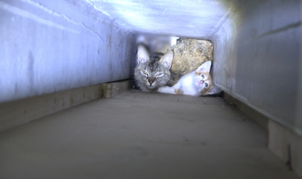 ▲'TV동물농장'(사진제공=SBS)