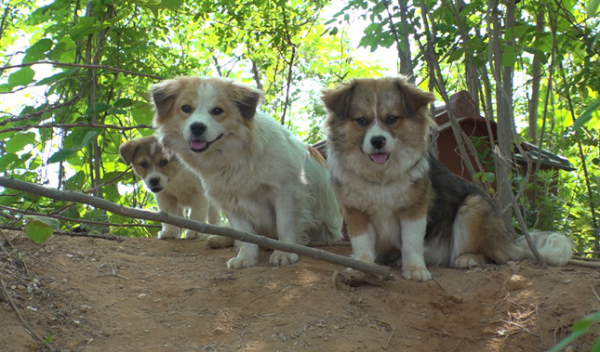 ▲'TV동물농장'(사진제공=SBS)