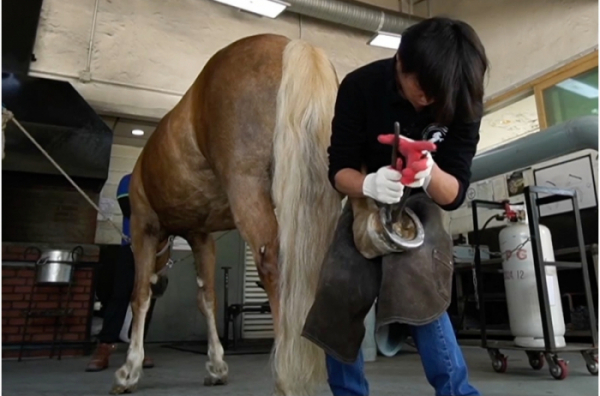 ▲'얼리어잡터' 한국경마축산고등학교(사진제공=KBS1)