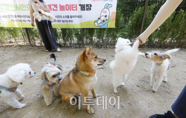 ▲'매헌시민의숲 반려견놀이터'가 한 달간의 시범운영을 시작한 13일 서울 서초구 매헌시민의숲 반려견놀이터를 찾은 시민들과 반려견들이 즐거운 시간을 보내고 있다. 조현호 기자 hyunho@