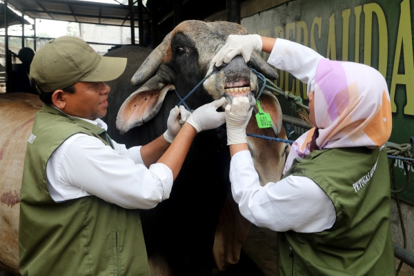 ▲인도네시아 데폭의 한 농가에서 21일(현지시간) 농장 주인이 소의 치아 상태를 확인하고 있다. 데폭(인도네시아)/EPA연합뉴스
