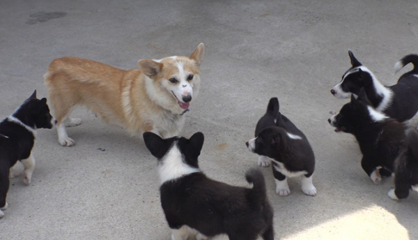 ▲'TV동물농장' (사진제공=SBS)