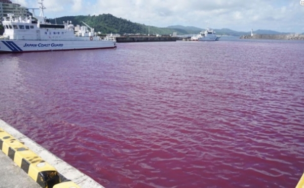 ▲일본 오키나와 오리온 맥주 공장에서 냉각수가 유출돼 인근 바다가 붉게 물들었다. (출처=류쿠신보)
