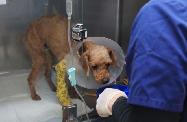 ▲지난 해 4월 산 채로 생매장 됐다 구조된 푸들.  (연합뉴스)