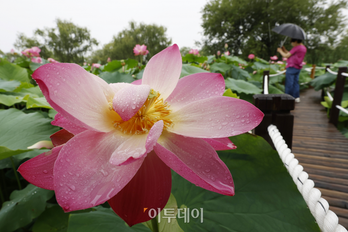▲절기상 본격적인 더위가 시작된다는 소서(小暑)인 7일 충남 부여군 궁남지에서 우산을 쓴 관광객들이 활짝 핀 연꽃을 살펴보고 있다. 국내에서 가장 오래된 인공연못인 궁남지 일원에서는 13일부터 16일까지 4일간 '제21회 부여서동연꽃축제'가 열린다. 조현호 기자 hyunho@