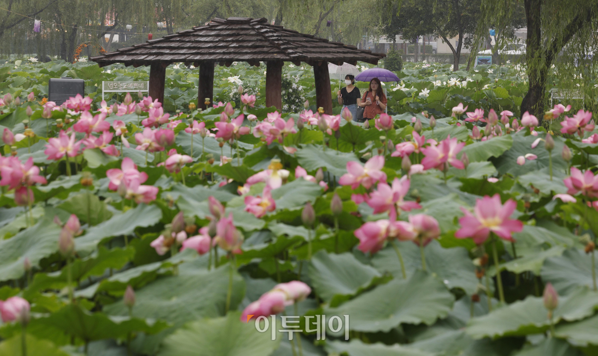 ▲절기상 본격적인 더위가 시작된다는 소서(小暑)인 7일 충남 부여군 궁남지에서 우산을 쓴 관광객들이 활짝 핀 연꽃을 살펴보고 있다. 국내에서 가장 오래된 인공연못인 궁남지 일원에서는 13일부터 16일까지 4일간 '제21회 부여서동연꽃축제'가 열린다. 조현호 기자 hyunho@