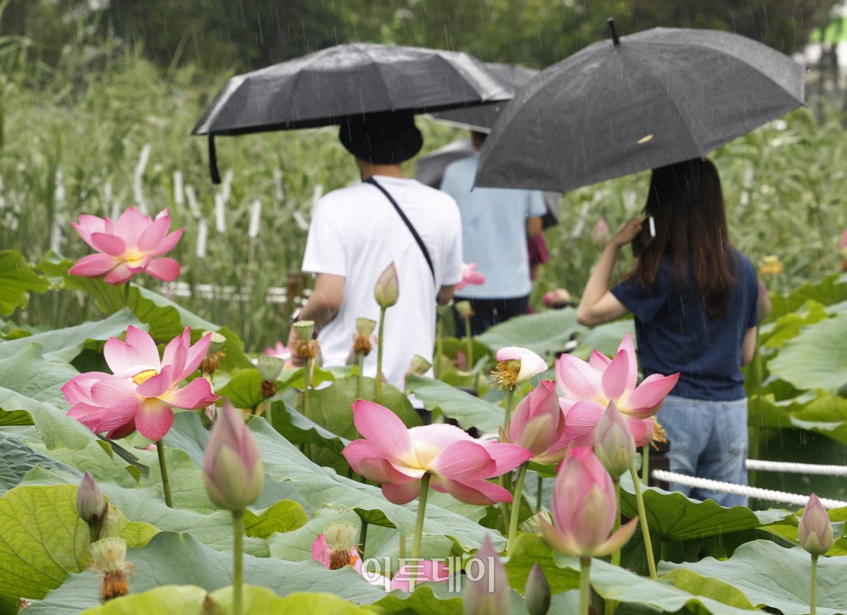 ▲절기상 본격적인 더위가 시작된다는 소서(小暑)인 7일 충남 부여군 궁남지에서 우산을 쓴 관광객들이 활짝 핀 연꽃을 살펴보고 있다. 국내에서 가장 오래된 인공연못인 궁남지 일원에서는 13일부터 16일까지 4일간 '제21회 부여서동연꽃축제'가 열린다. 조현호 기자 hyunho@