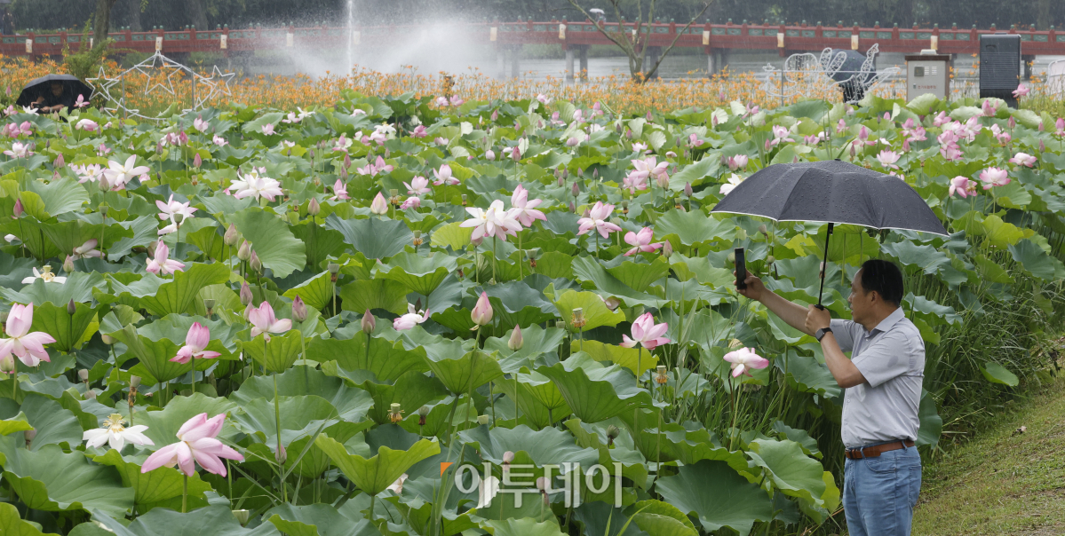 ▲절기상 본격적인 더위가 시작된다는 소서(小暑)인 7일 충남 부여군 궁남지에서 우산을 쓴 관광객들이 활짝 핀 연꽃을 살펴보고 있다. 국내에서 가장 오래된 인공연못인 궁남지 일원에서는 13일부터 16일까지 4일간 '제21회 부여서동연꽃축제'가 열린다. 조현호 기자 hyunho@