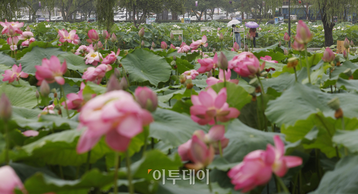 ▲절기상 본격적인 더위가 시작된다는 소서(小暑)인 7일 충남 부여군 궁남지에서 우산을 쓴 관광객들이 활짝 핀 연꽃을 살펴보고 있다. 국내에서 가장 오래된 인공연못인 궁남지 일원에서는 13일부터 16일까지 4일간 '제21회 부여서동연꽃축제'가 열린다. 조현호 기자 hyunho@