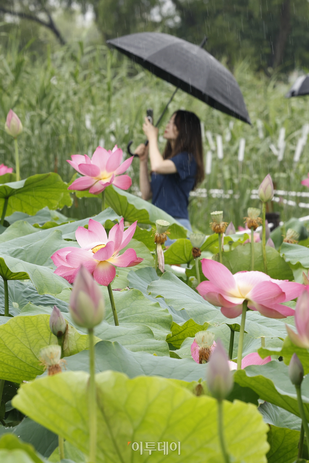 ▲절기상 본격적인 더위가 시작된다는 소서(小暑)인 7일 충남 부여군 궁남지에서 우산을 쓴 관광객들이 활짝 핀 연꽃을 살펴보고 있다. 국내에서 가장 오래된 인공연못인 궁남지 일원에서는 13일부터 16일까지 4일간 '제21회 부여서동연꽃축제'가 열린다. 조현호 기자 hyunho@