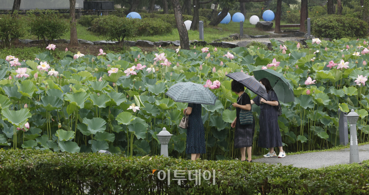 ▲절기상 본격적인 더위가 시작된다는 소서(小暑)인 7일 충남 부여군 궁남지에서 우산을 쓴 관광객들이 활짝 핀 연꽃을 살펴보고 있다. 국내에서 가장 오래된 인공연못인 궁남지 일원에서는 13일부터 16일까지 4일간 '제21회 부여서동연꽃축제'가 열린다. 조현호 기자 hyunho@